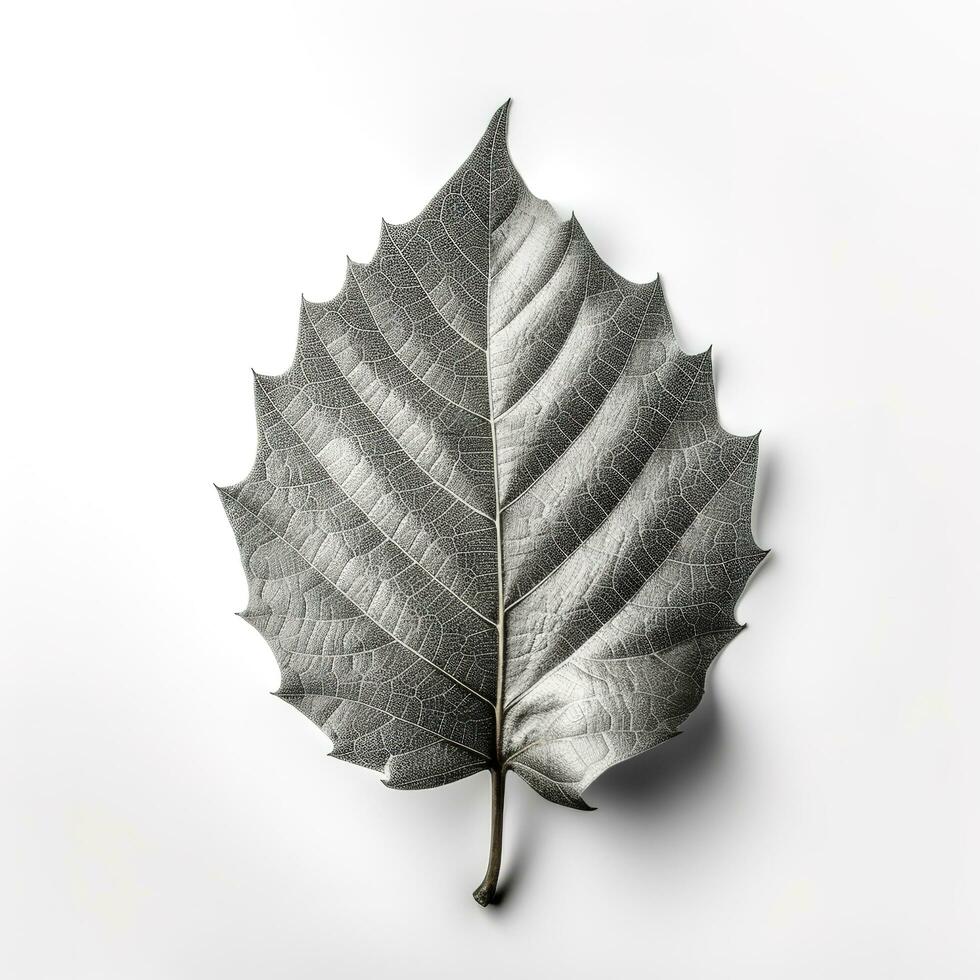 leaf isolated on white background, generate ai photo