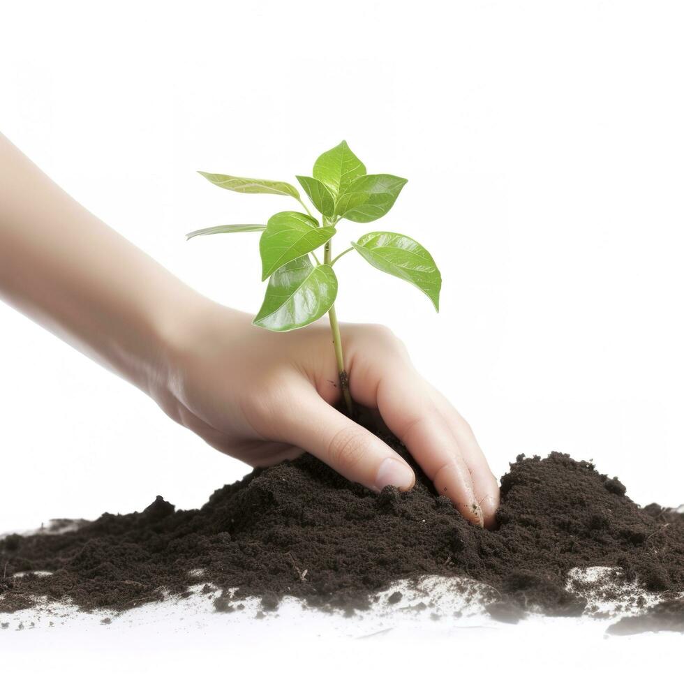 cerca arriba en trasplante proceso de plantas, aislado en blanco fondo, generar ai foto