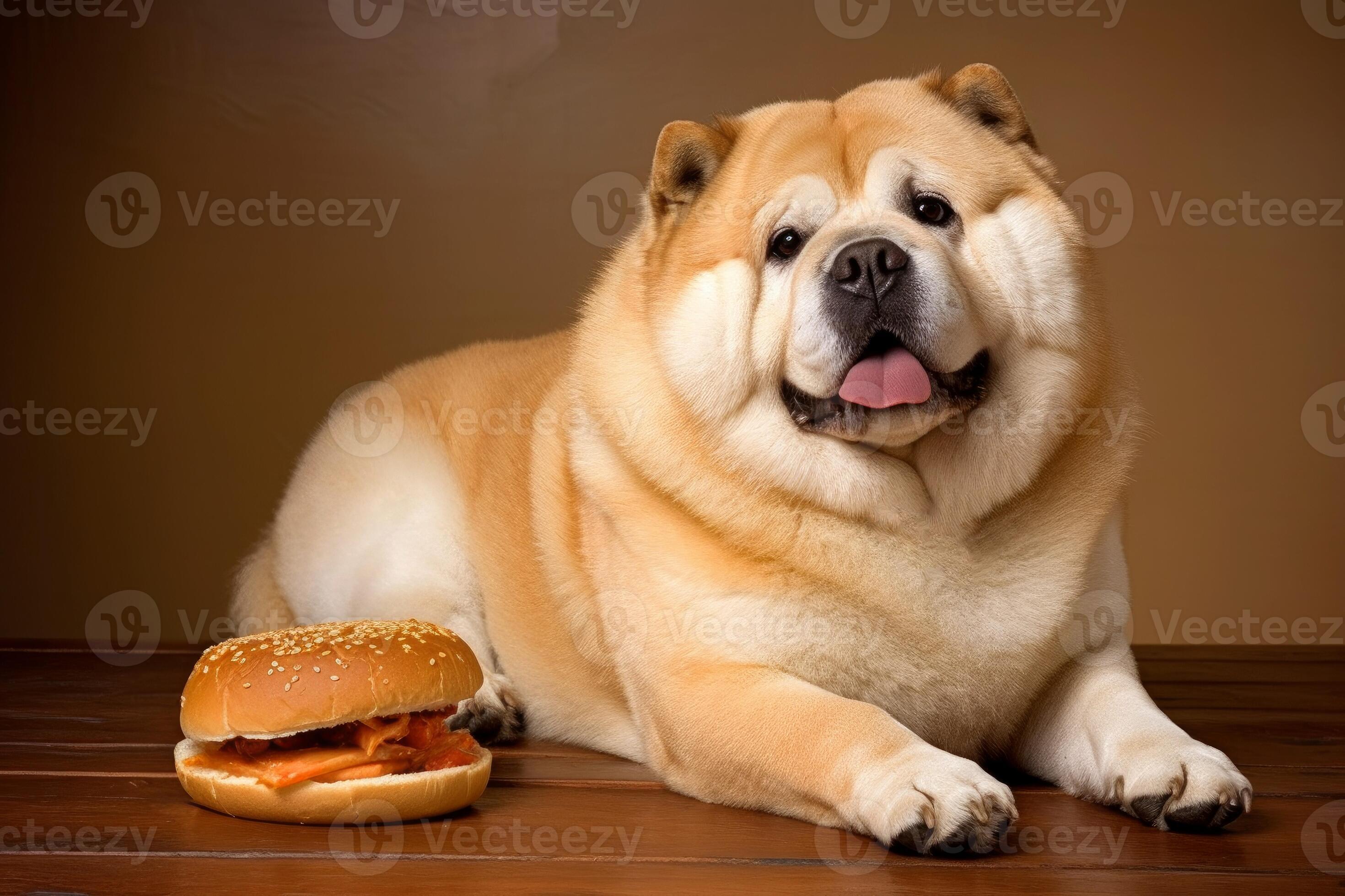 Fat Dog Gifgive Me The Address To Walmart - b8t54fd