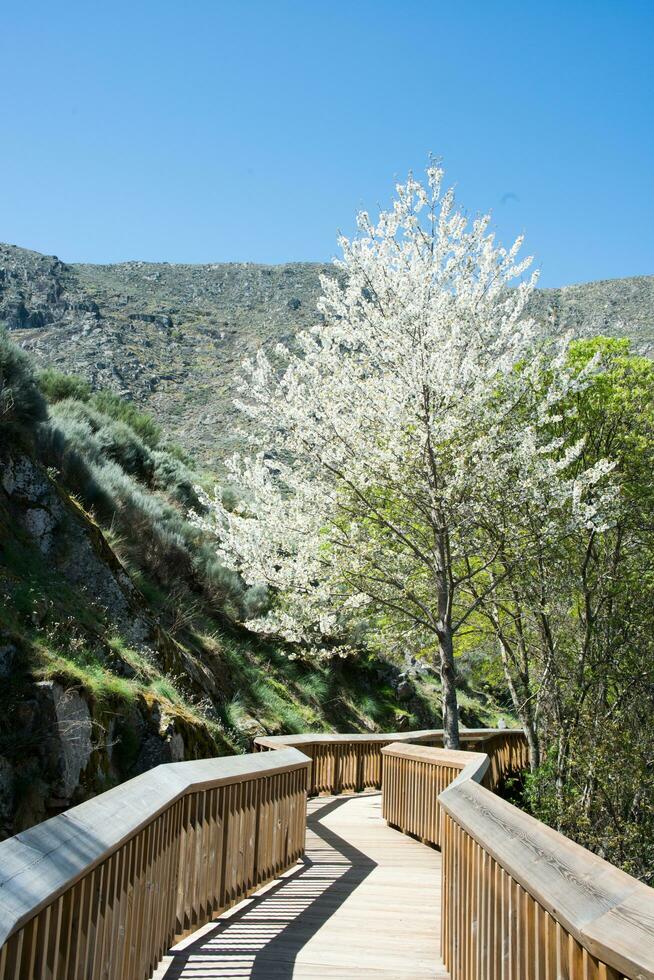 Beautiful tree next to Mondego walkways. Portugal photo