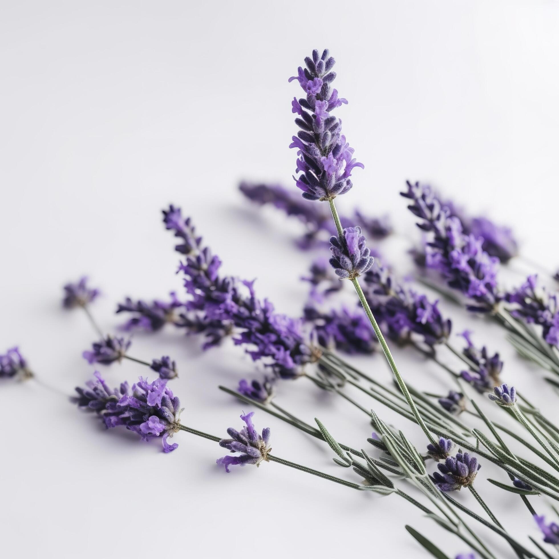 Beautiful lavender flowers on white background, generate ai 23386405