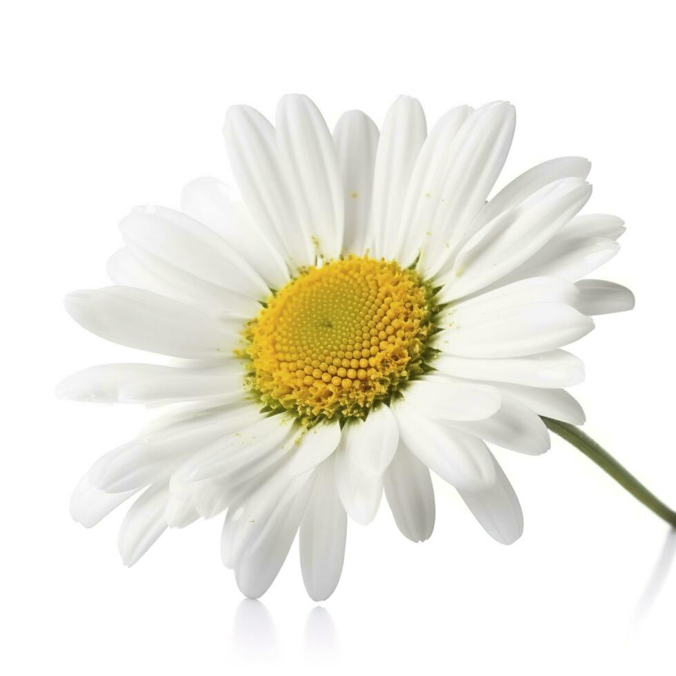 Daisy flower isolated on white background as package design element, generate ai photo