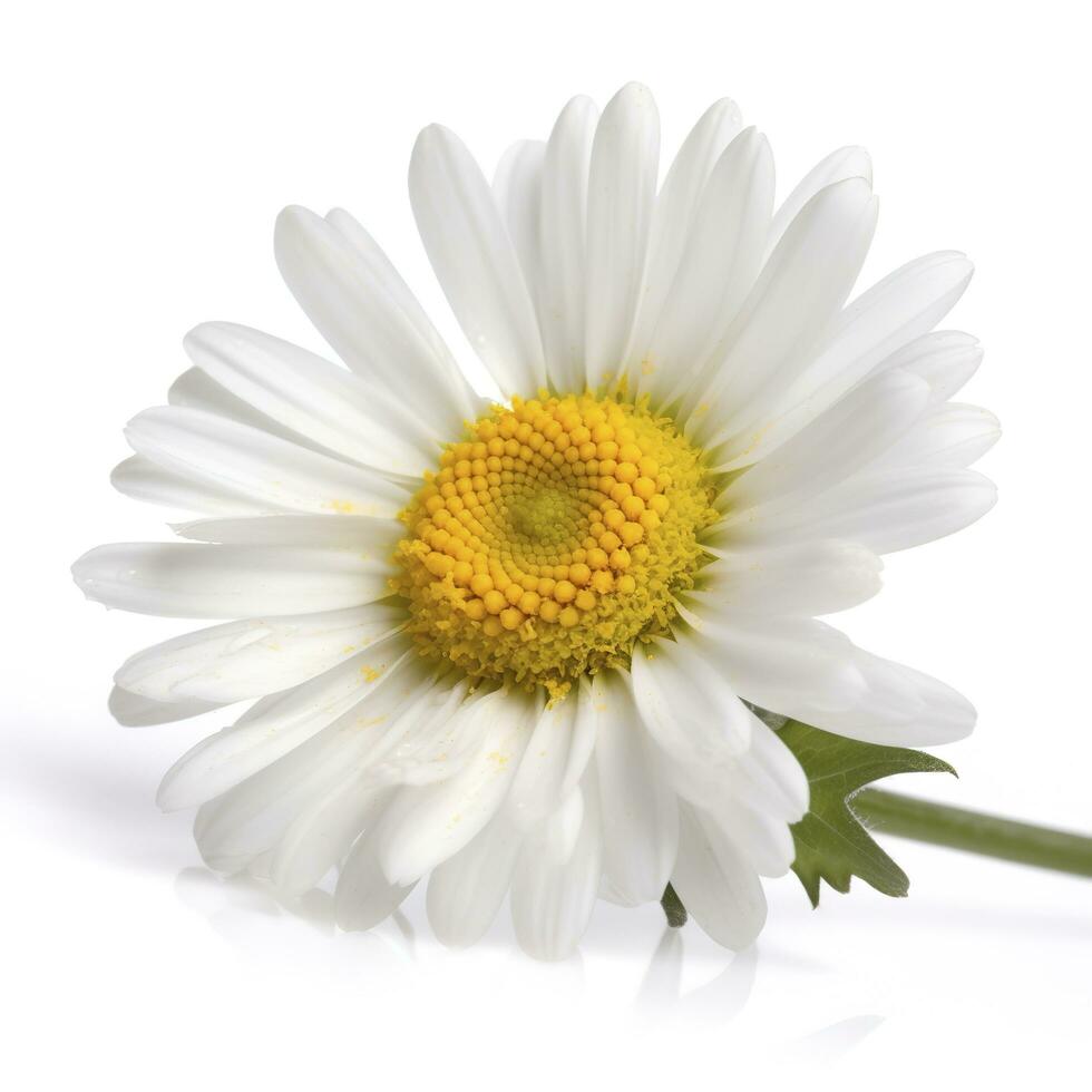 Daisy flower with isolated on white background, generate ai photo