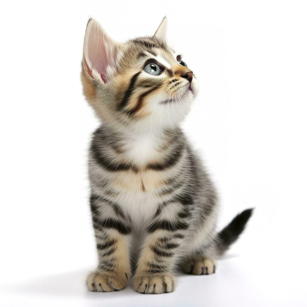 playful funny kitten looking up. isolated on white background, generate ai photo