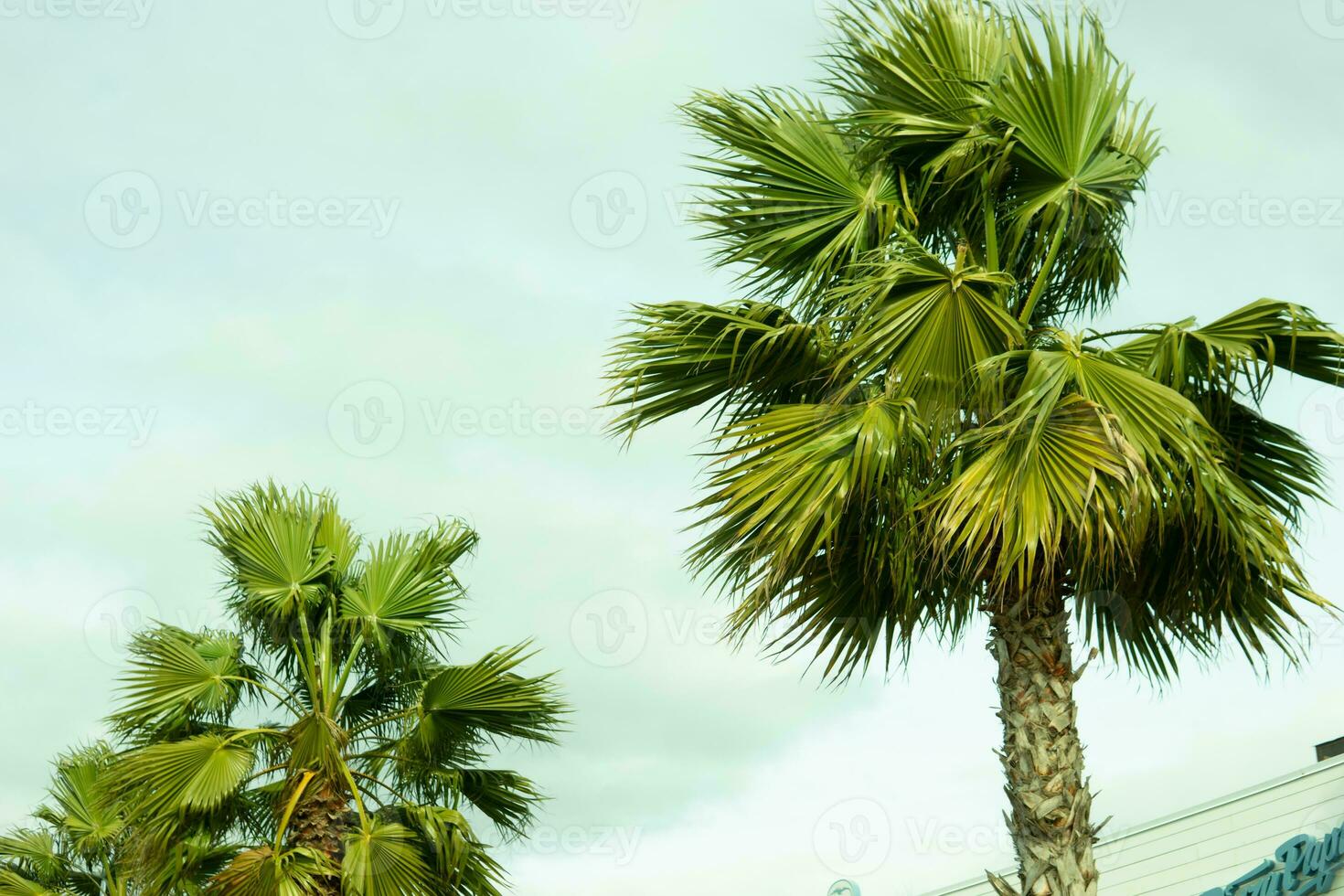 Tall palm trees growing on an exotic tropical island on background of bright blue sky. photo