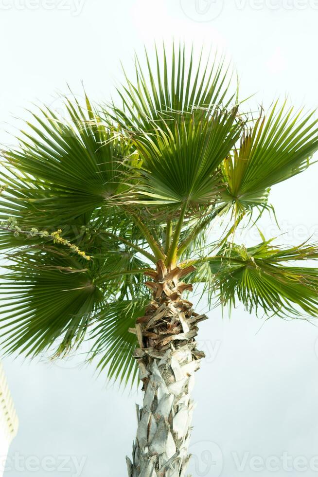 alto palma arboles creciente en un exótico tropical isla en antecedentes de brillante azul cielo. foto