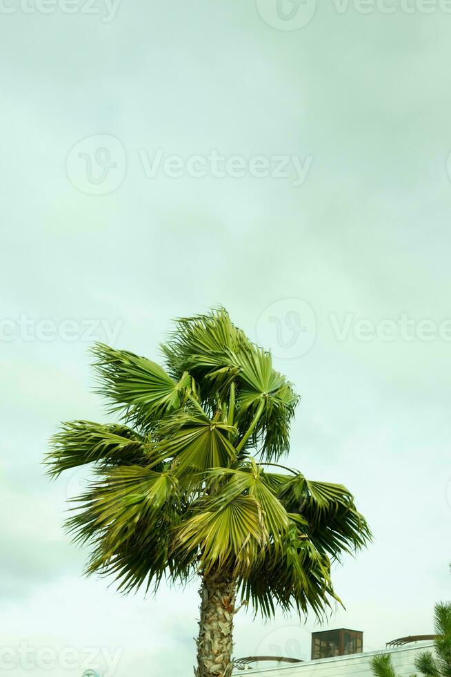 Tall palm trees growing on an exotic tropical island on background of bright blue sky. photo