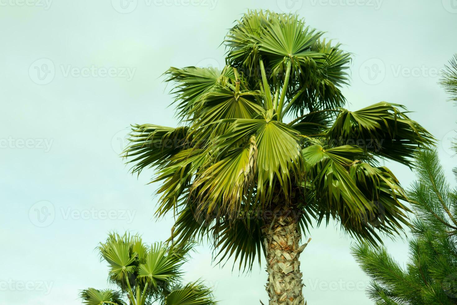 Tall palm trees growing on an exotic tropical island on background of bright blue sky. photo