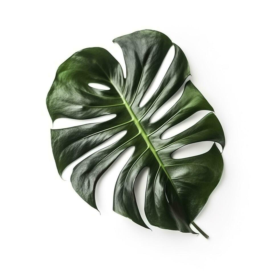 monster leaf isolated on white background, generate ai photo