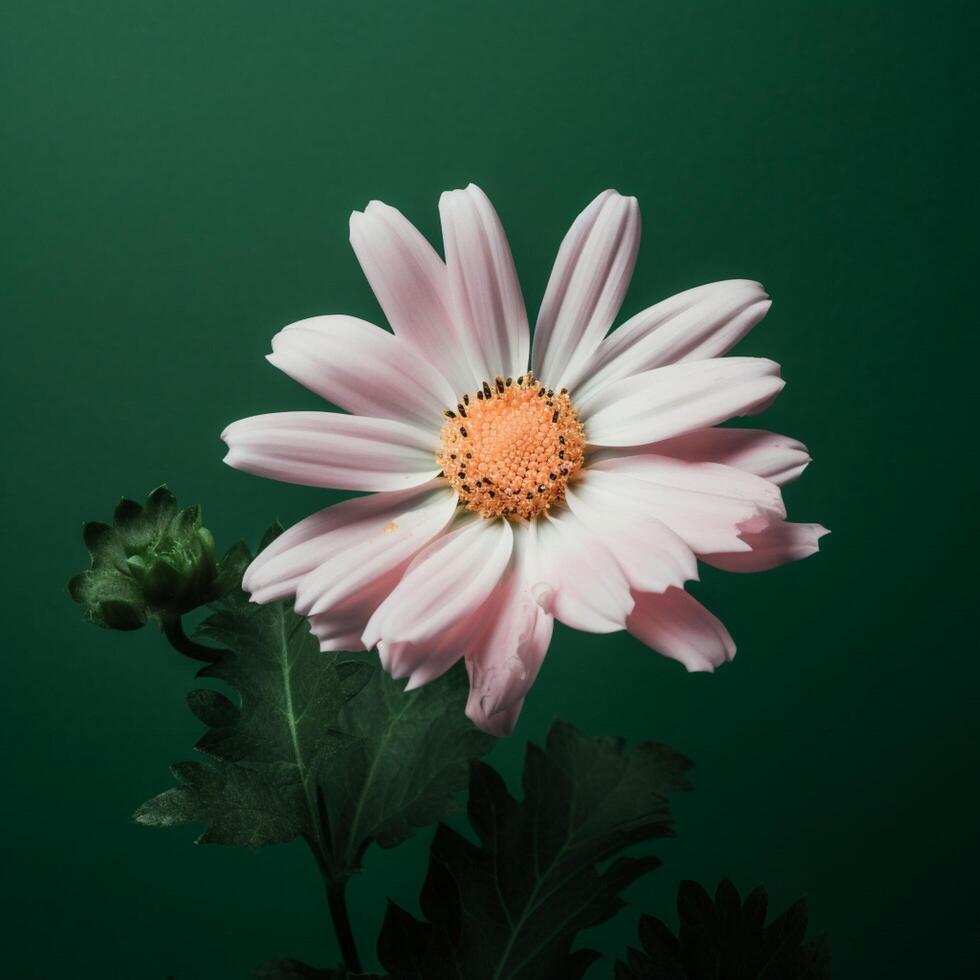 A pink and white flower with a green background photo