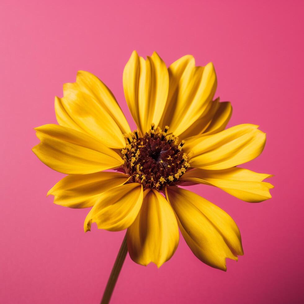 A yellow flower with a background photo