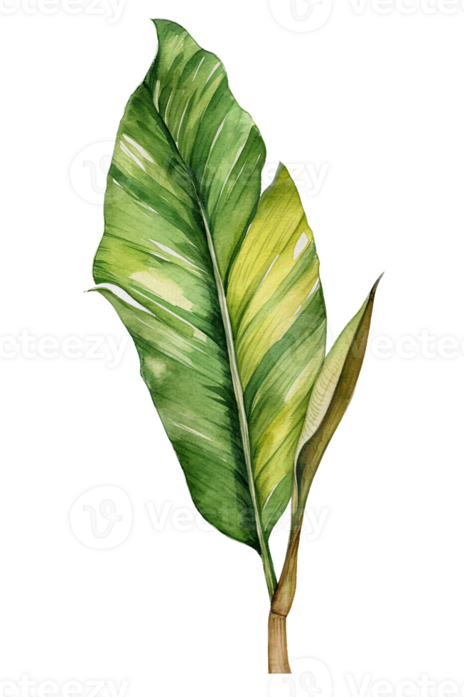 Tropical leaf watercolor ai generate png