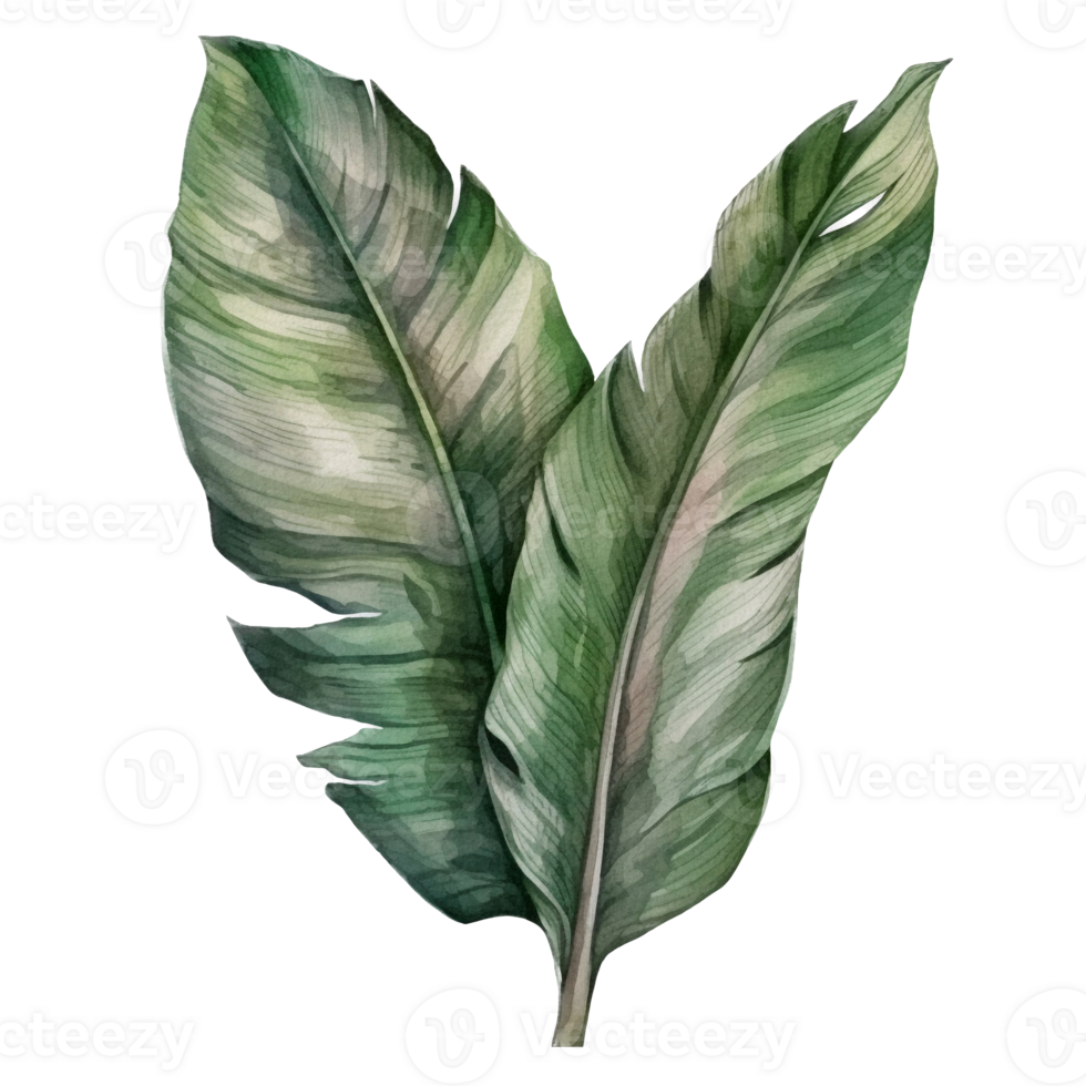 Tropical leaf watercolor ai generate png