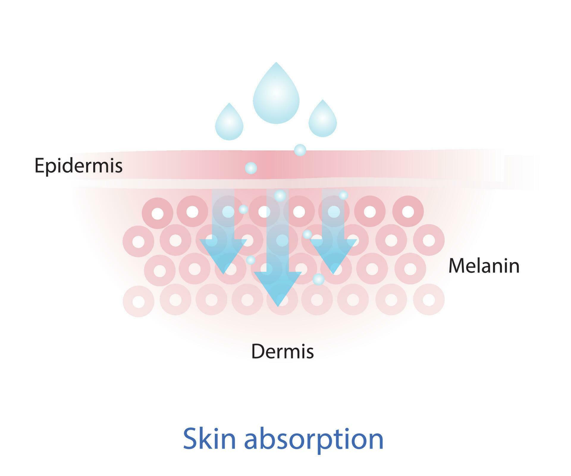 The mechanism of nutrient absorption through skin layer vector on white background. Infographic 