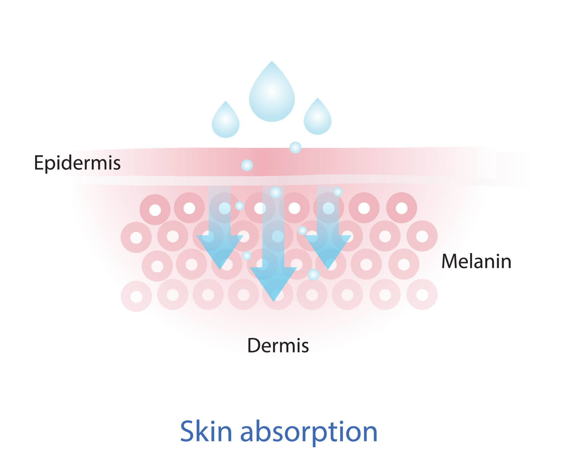 The mechanism of nutrient absorption through skin layer vector on white