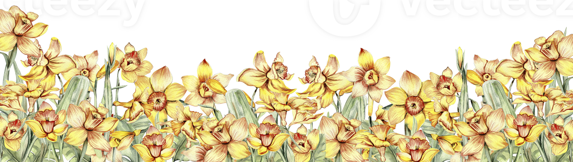 Watercolor horizontal seamless background with narcissus. Flowers in cartoon style. Hand drawn illustration of summer. Perfect for scrapbooking, kids design, wedding invitation, greetings cards. png