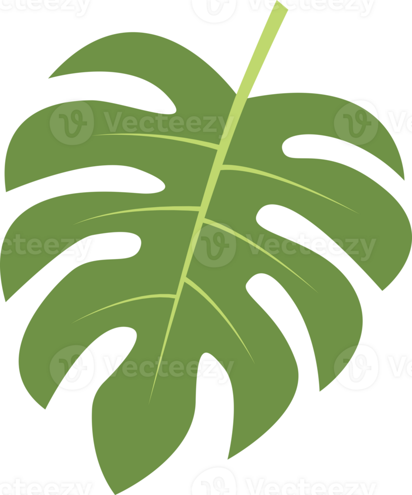 monstera green leaf illustration png