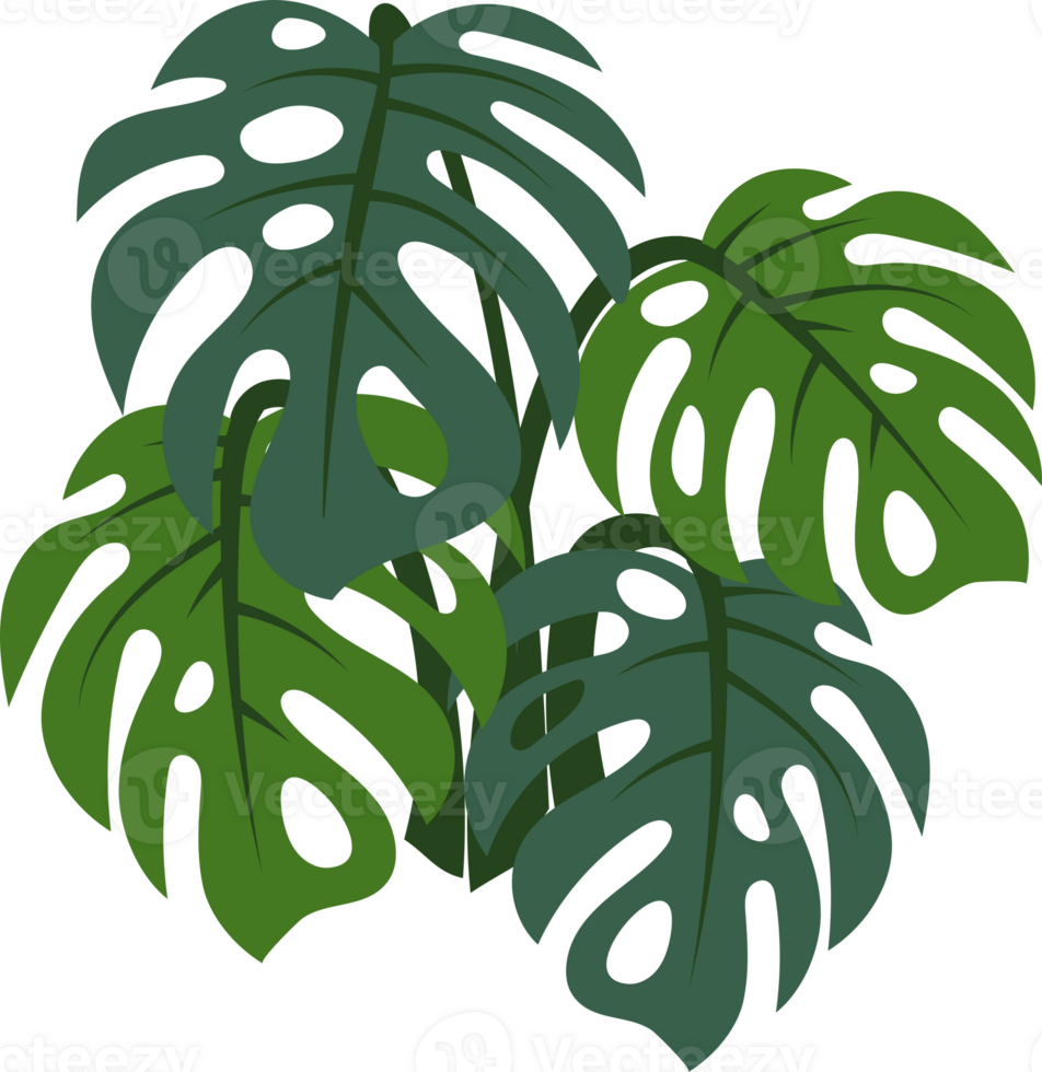 monstera plant item png