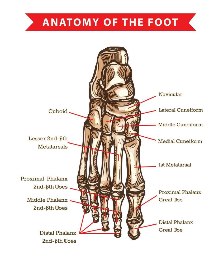 Human foot bones anatomy vector sketch