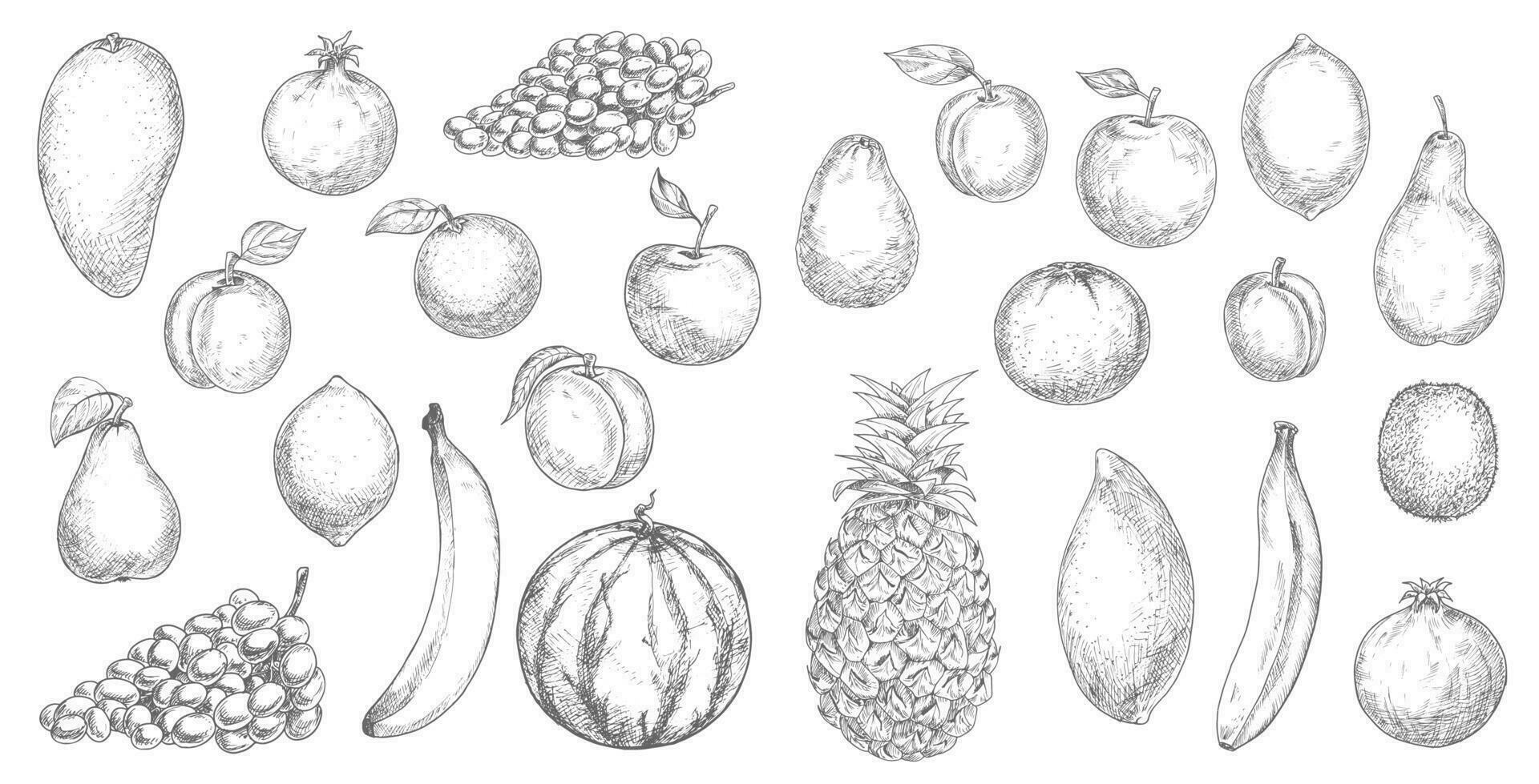 tropical Fruta y Fresco baya aislado bocetos vector