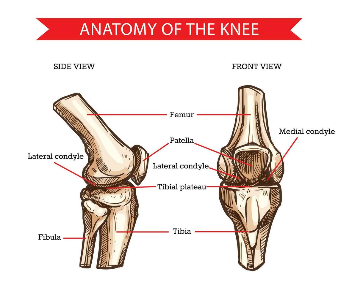 Knee bones and joint, vector sketch human anatomy