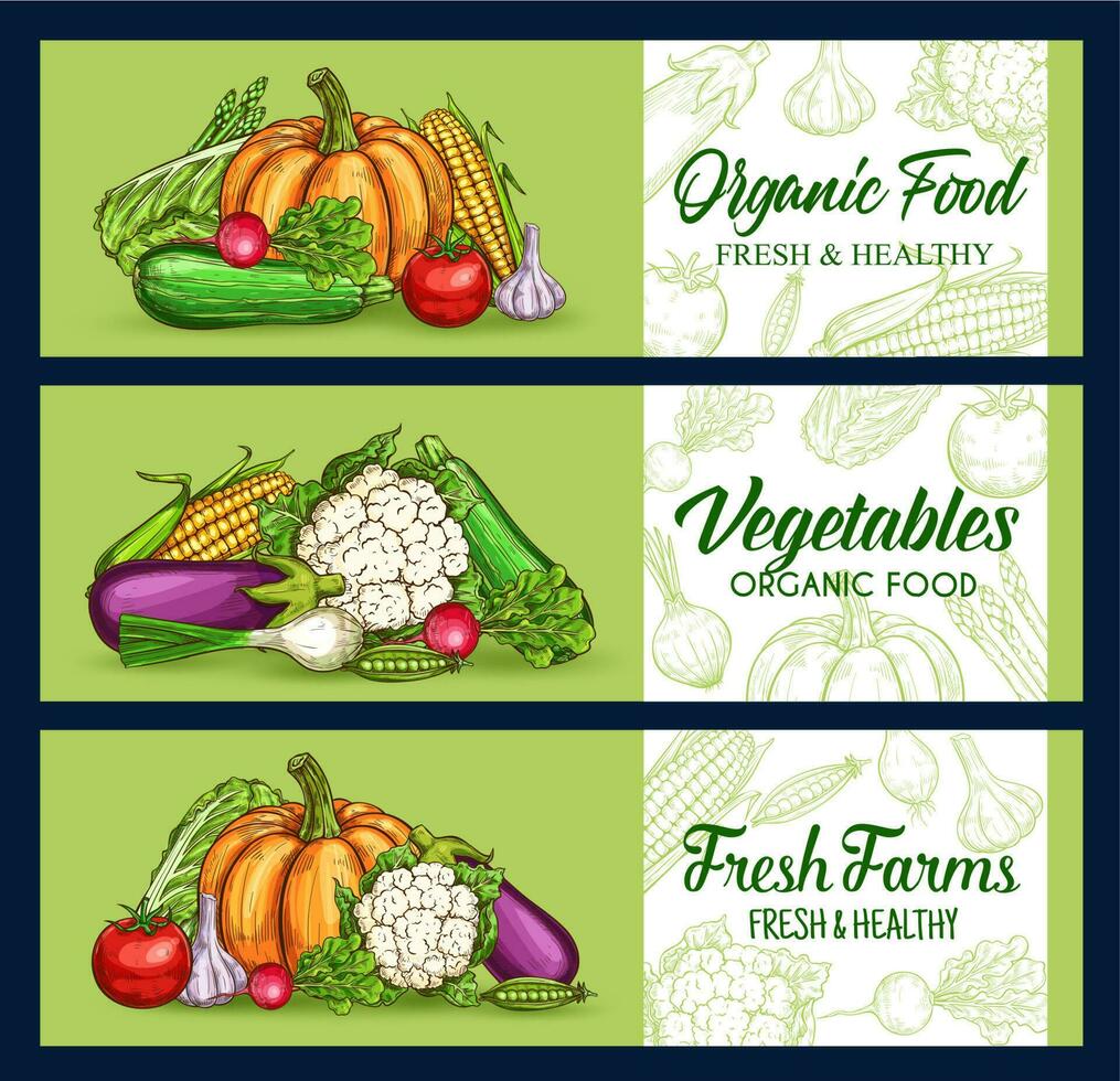 Vegetables, veggies sketch banners, farm food vector