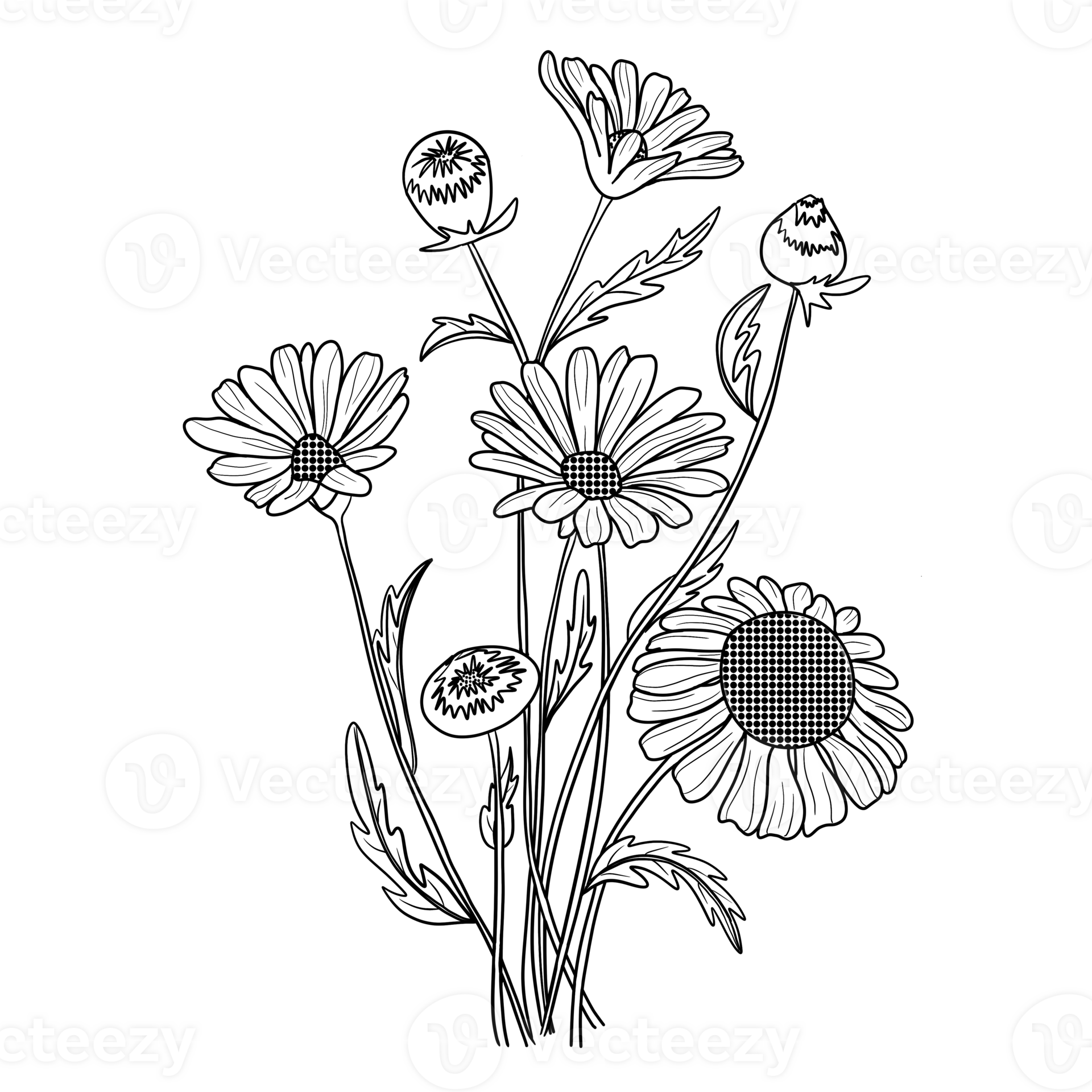 Free Hand drawn daisies, floral daisy botanical illustration, black