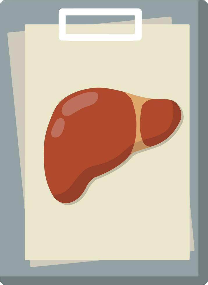 Human liver. Treatment of anatomical system. Medical analysis of internal organs. Document file. Diagnosis and scan. Element of hospital and disease. Cartoon flat illustration vector