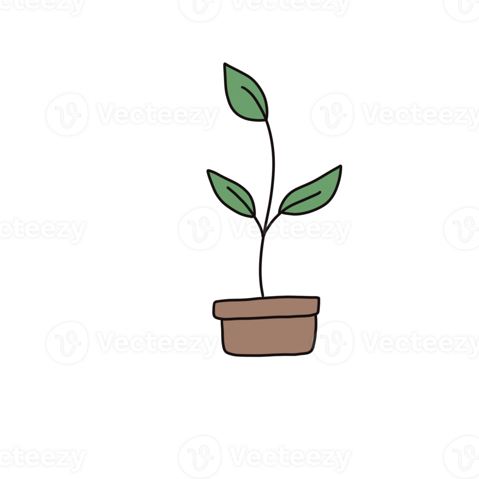 Home plants in flowerpot With three leaves png