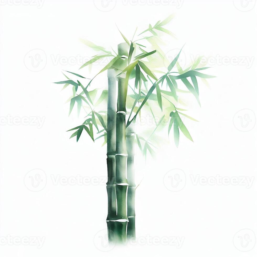 Watercolor style painting with high detail on a white background. Water color bamboo with green leaves. traditional Chinese painting. photo