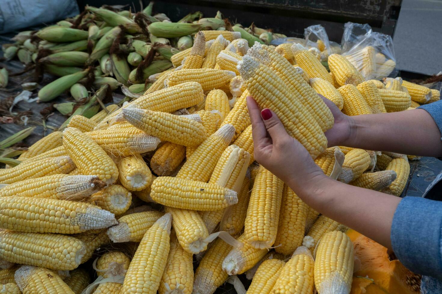 un asiático mujer mano es seleccionando y comparando maíz foto