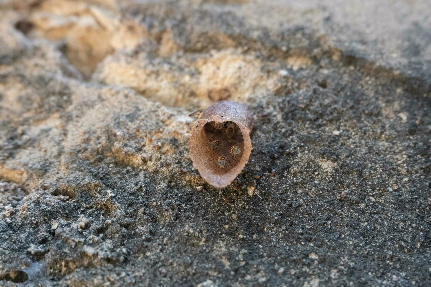 selective focus to the stingless bees beehive on the old wall. softfocus photo