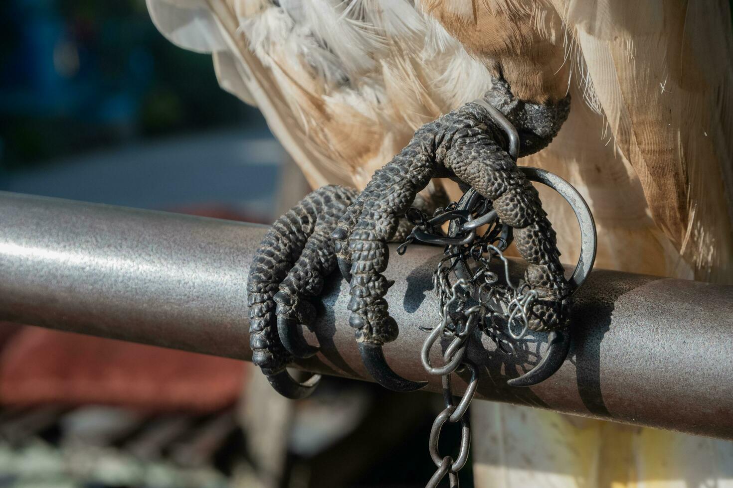 selectively focus on the chains that bind the bird's legs. soft focus. photo concept for the protection of rare and endangered animals