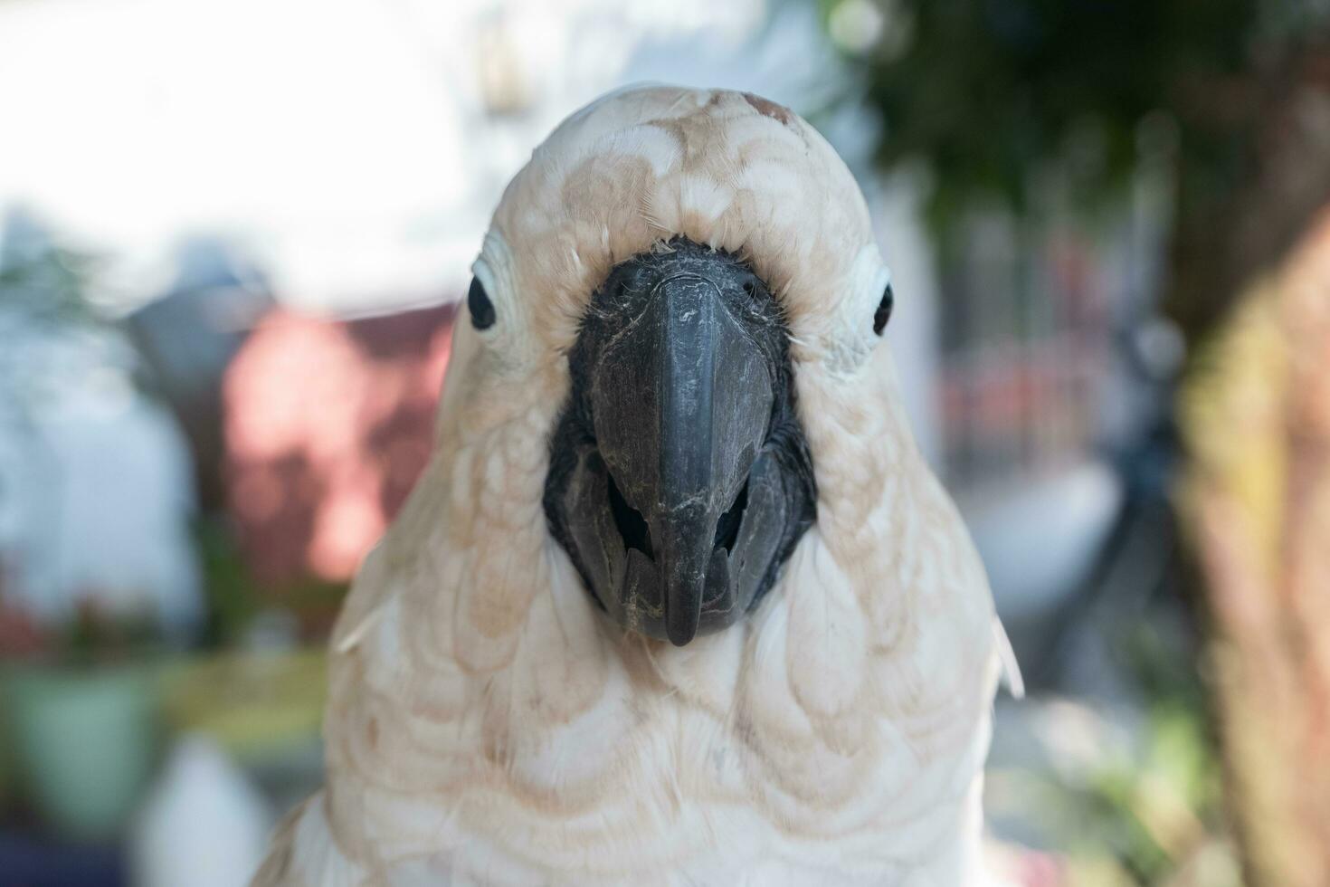 selective focus to cockatoo bird beak. soft focus. photo