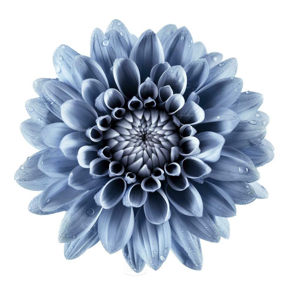 Blue flower isolated on white background, generate ai photo