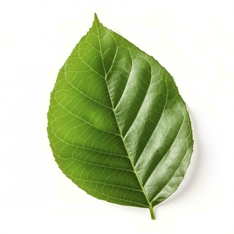 green leaf isolated on white background, generate ai photo