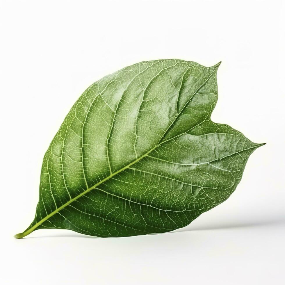 Verdant green leaf isolated on white background, generate ai photo