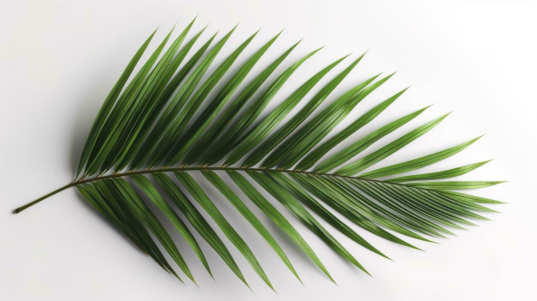 Palm leaves isolated on white background, generate ai photo