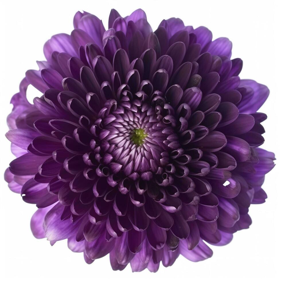 Big purple flower isolated on white background, generate ai photo