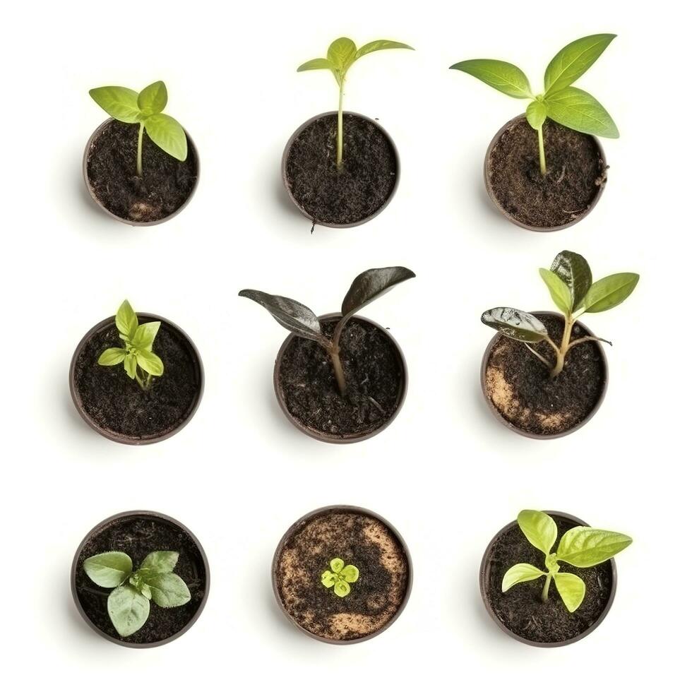 Close up on transplanting process of plants, isolated on white background, generate ai photo