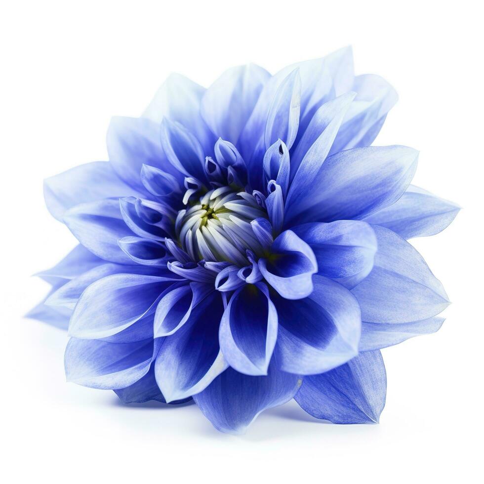 Blue flower isolated on white background, generate ai photo