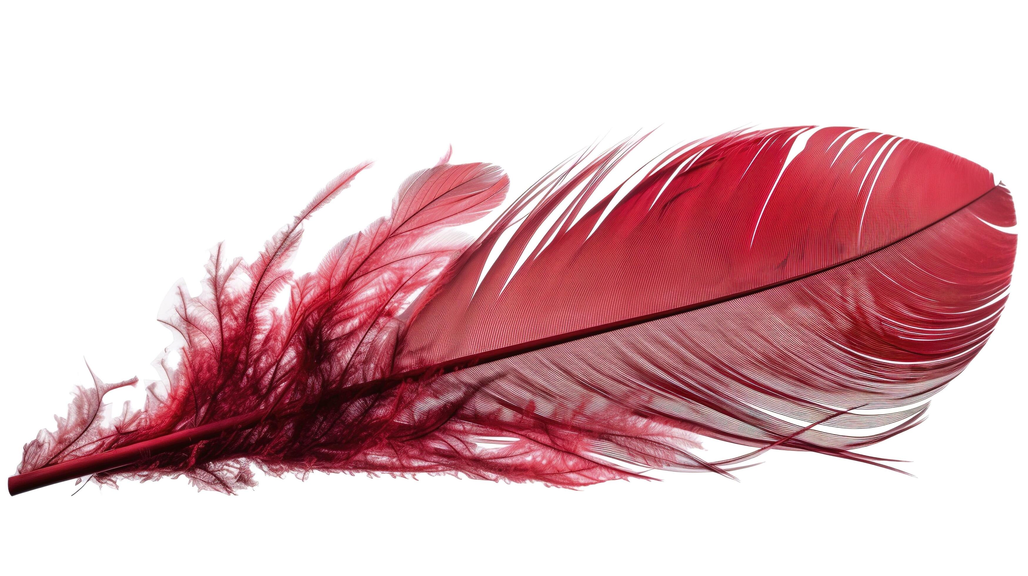 an old red feather which is drawn on a white background, in the style