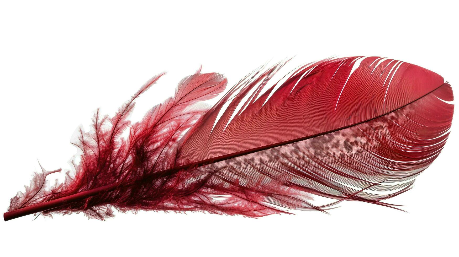 an old red feather which is drawn on a white background, in the style of light red and light pink, sketchfab, translucent medium, bold colours, generat ai photo