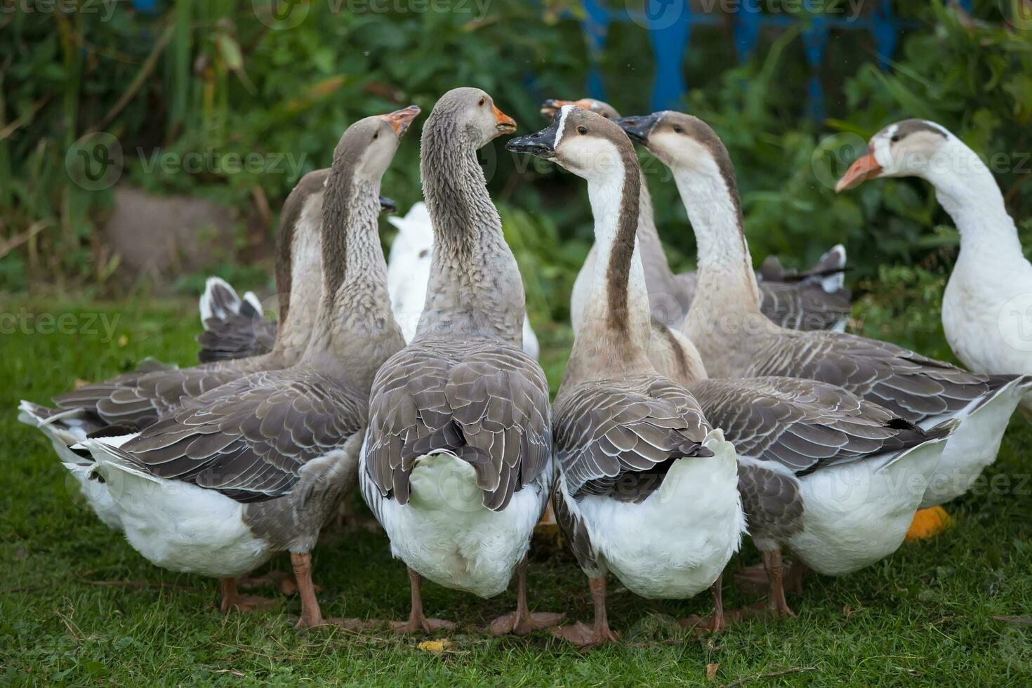 A group of domestic geese is drinking water in the yard. Country bird. photo