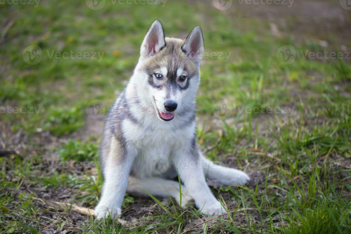 Husky dog puppy on green grass. Fluffy large puppy. photo