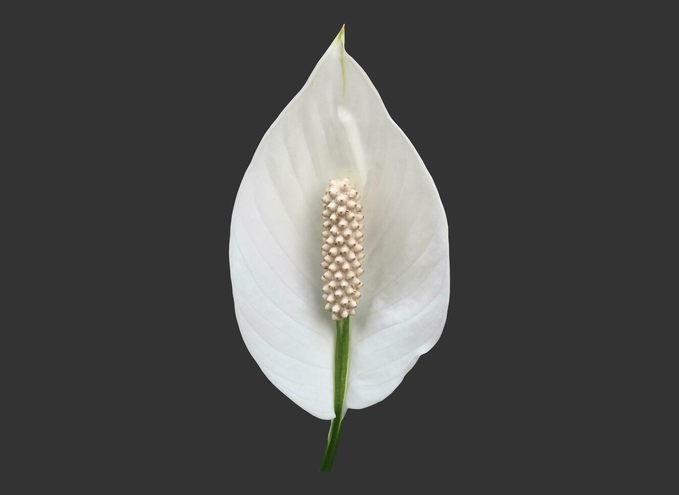 Isolated white aracear flower or peace lily flower with clipping paths. photo