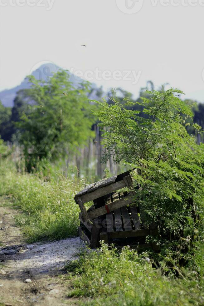 a wooden box at the edge of the onion garden along the path on a hot day photo