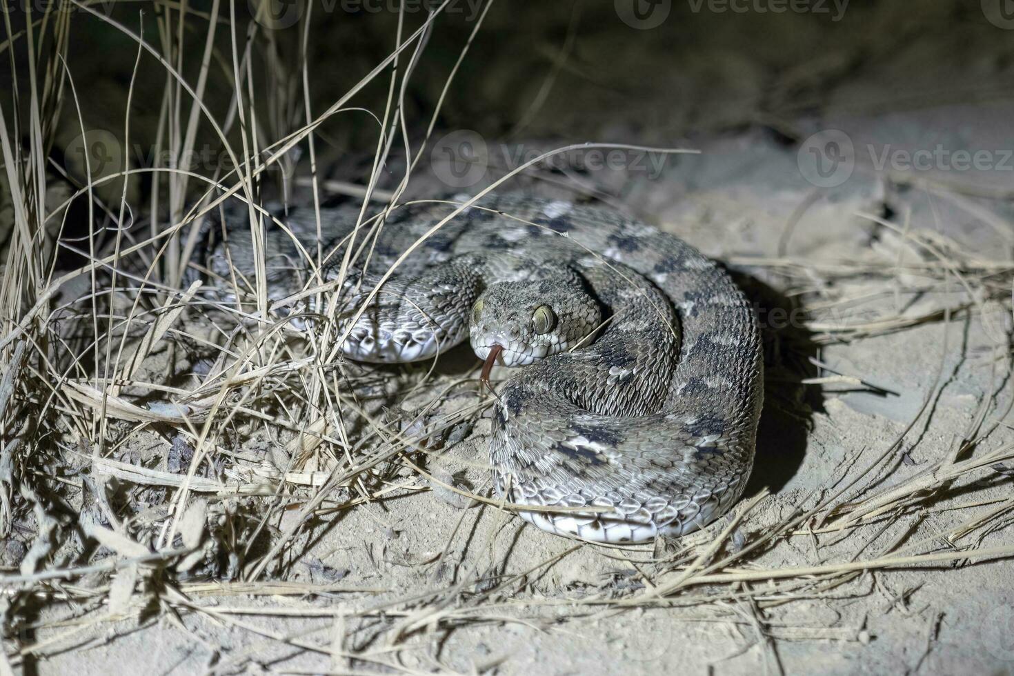 echis carinato o a escala de sierra víbora, un venenoso serpiente, observado en corrió de kutch foto