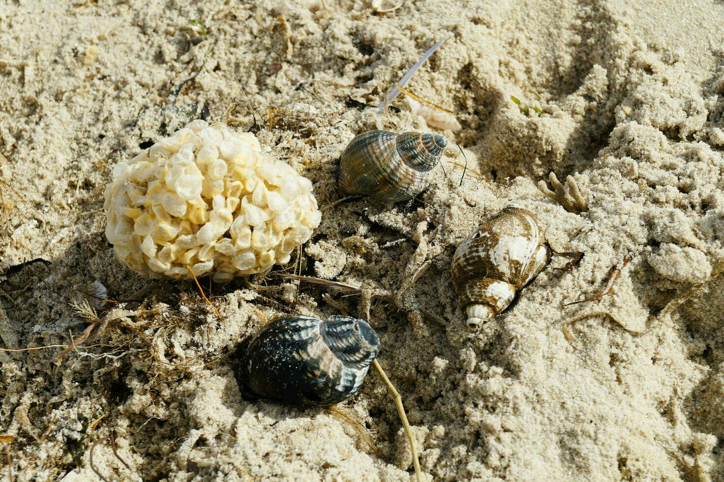 You can find the yellow spanballs of the whelks at the beach of Blavand photo