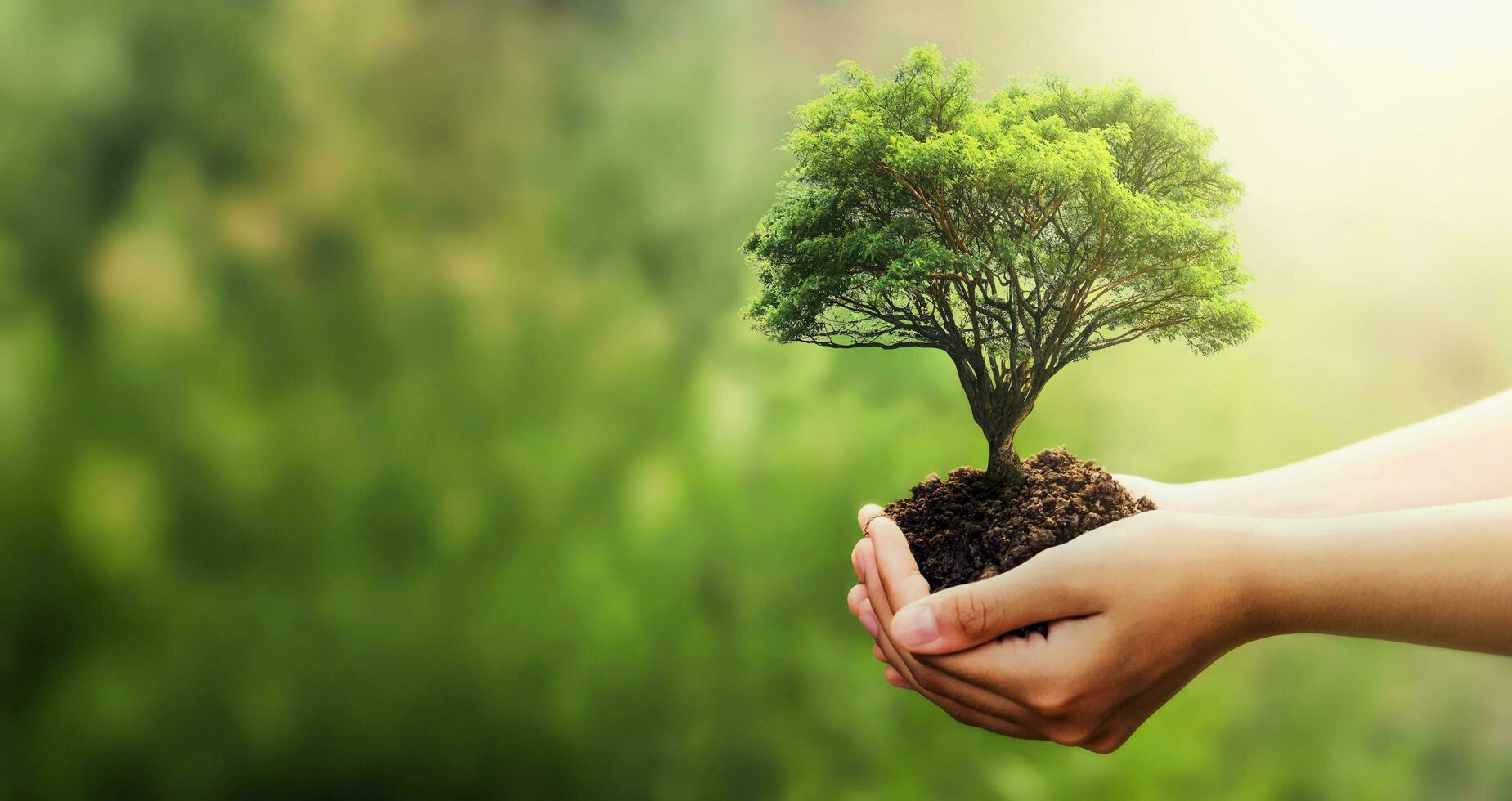 hand holding tree on blur green nature background. concept eco earth day photo